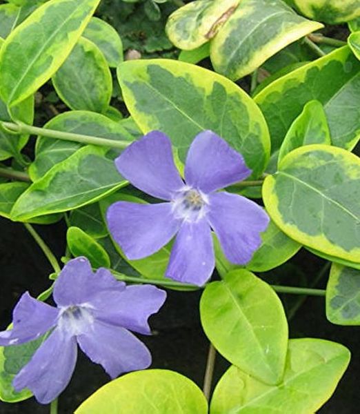 Vinca minor 'Blue and Gold'